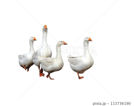 Four white domestic goose isolated on white background Four white domestic goose isolated on white background 113736190