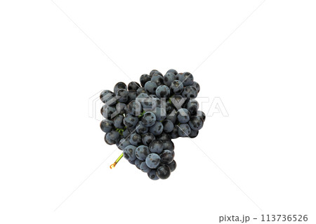 Blue Isabella grapes bunch isolated on white background Blue Isabella grapes bunch isolated on white background 113736526