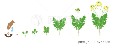 Cycle of growth of arugula plant isolated on a white background. 113736886
