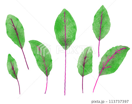 水彩で描いたベビーリーフのデトロイト 113737397