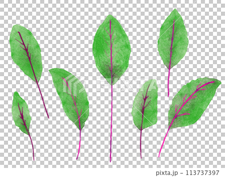 水彩で描いたベビーリーフのデトロイト 113737397