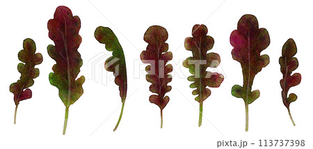水彩で描いたベビーリーフのレッドオーク 113737398