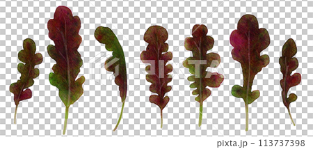 Baby leaf red oak painted in watercolor 113737398