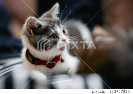 飼い主と猫 飼い主と猫 113737929