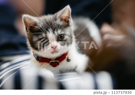 飼い主と猫 113737930