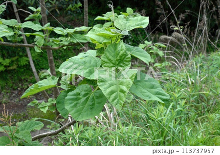 キリの葉 キリの葉 113737957