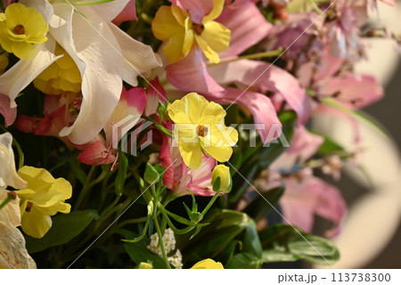 色とりどりの綺麗な花々 色とりどりの綺麗な花々 113738300