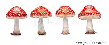 Set of beautiful fly agarics isolated on white background. Amanita muscaria Set of beautiful fly agarics isolated on white background. Amanita muscaria 113738535
