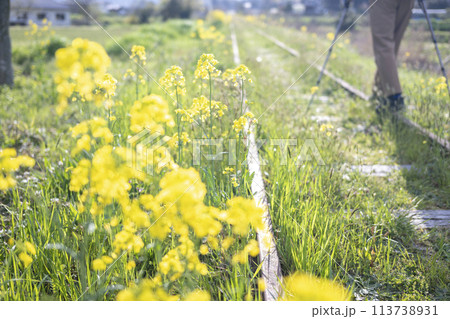 菜の花が咲く廃線跡を散策するイメージ 旧国鉄倉吉線 菜の花が咲く廃線跡を散策するイメージ 旧国鉄倉吉線 113738931