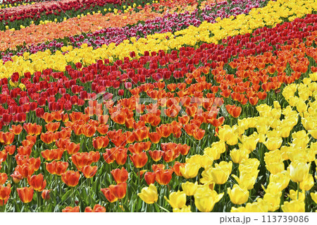 満開のチューリップ 満開のチューリップ 113739086