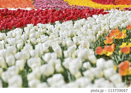 満開のチューリップ 113739087