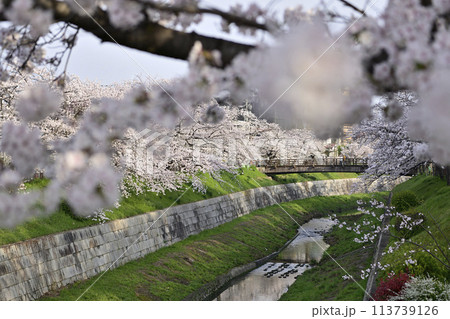 満開の桜が咲く 満開の桜が咲く 113739126