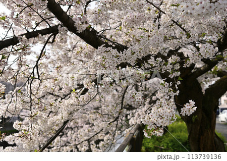 満開の桜が咲く 113739136