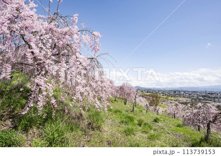満開の桜が咲く丘の上から眺める小諸市の街並み 満開の桜が咲く丘の上から眺める小諸市の街並み 113739153