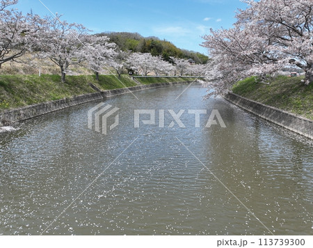 2024春の空の川面に浮かぶ桜 2024春の空の川面に浮かぶ桜 113739300