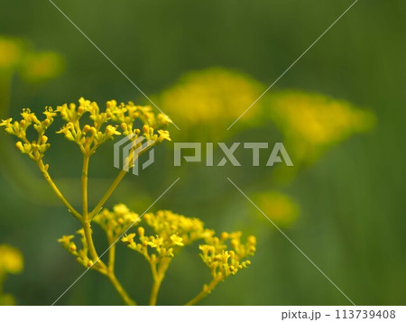 オミナエシの花とコピースペース オミナエシの花とコピースペース 113739408