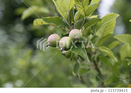 green apple tree branch with green leaves 113739415