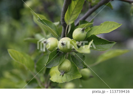 green apple tree branch with green leaves 113739416