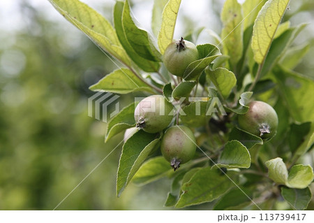 green apple tree branch with green leaves 113739417