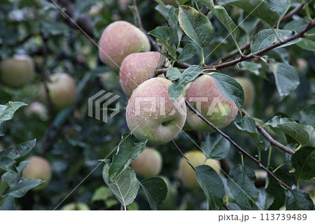 tomato branch with green leaves 113739489