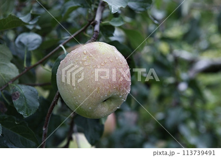 tomato branch with green leaves tomato branch with green leaves 113739491