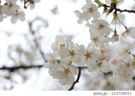 開花した白い桜のソメイヨシノの花 開花した白い桜のソメイヨシノの花 113739551