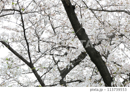 開花した白い桜のソメイヨシノの花 開花した白い桜のソメイヨシノの花 113739553