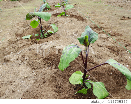 ナスの苗の定植 ナスの苗の定植 113739555