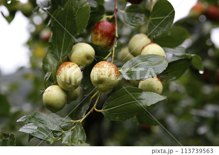 ripe black plum fruit on a tree 113739563