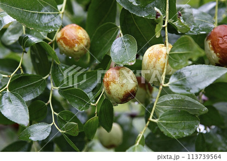 ripe black plum fruit on a tree ripe black plum fruit on a tree 113739564
