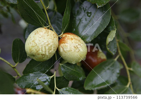 ripe black plum fruit on a tree 113739566