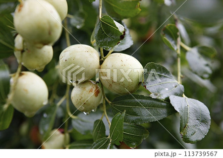 ripe black plum fruit on a tree ripe black plum fruit on a tree 113739567