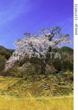 上発知の枝垂れ桜(縦) 上発知の枝垂れ桜(縦) 113739572