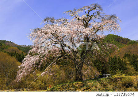 上発知の枝垂れ桜2 113739574