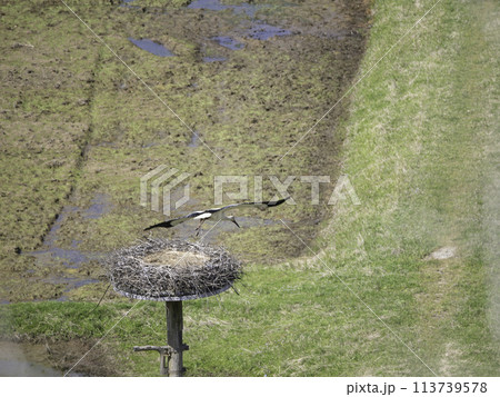 人工巣塔から飛び立つコウノトリ 113739578