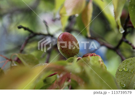 ripe plums on a branch ripe plums on a branch 113739579
