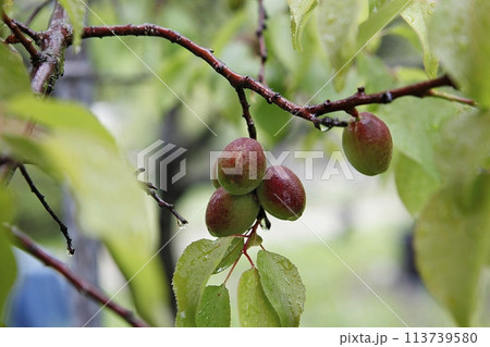 ripe plums on a branch ripe plums on a branch 113739580