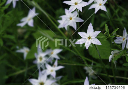 春4月野原に咲いた白いハナニラの花 春4月野原に咲いた白いハナニラの花 113739606