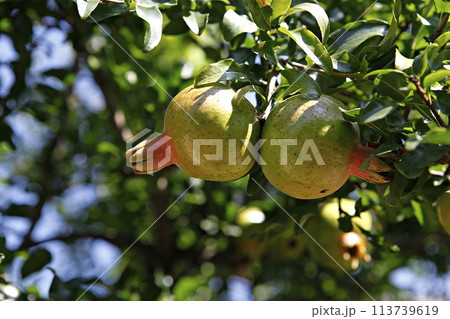 pomegranate on a tree pomegranate on a tree 113739619
