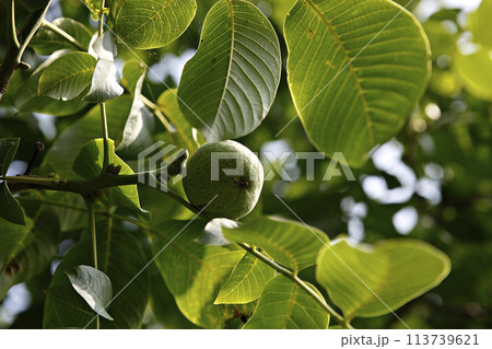 green lime on tree green lime on tree 113739621