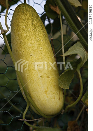 gourd and cucumbers on the fence gourd and cucumbers on the fence 113739650