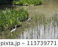 water canal in the city 113739771