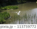 water canal in the city 113739772
