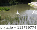 water canal in the city 113739774