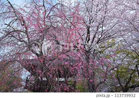 中院境内の桜 鐘楼付近 小江戸川越 川越市 中院境内の桜 鐘楼付近 小江戸川越 川越市 113739932