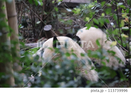 成都ジャイアントパンダ繁育研究基地の樹々の隙間から2頭の子どものパンダが並んでいる風景 成都ジャイアントパンダ繁育研究基地の樹々の隙間から2頭の子どものパンダが並んでいる風景 113739996
