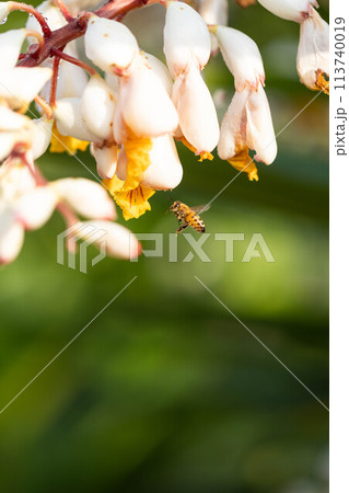 月桃の花の蜜を吸うミツバチ 113740019