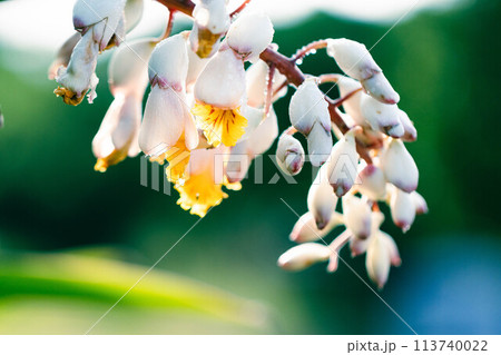 月桃の花 月桃の花 113740022