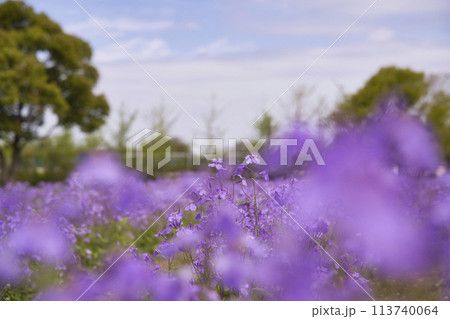 和泉リサイクル環境公園の紫花菜畑 113740064