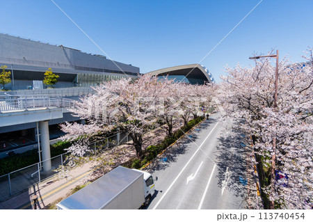 東京都 東京都 桜が満開のスタジアム通り 東京都 東京都 桜が満開のスタジアム通り 113740454